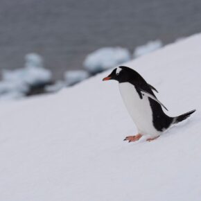 Inspiration: Antarctica: Chillin' at the Bottom of the World