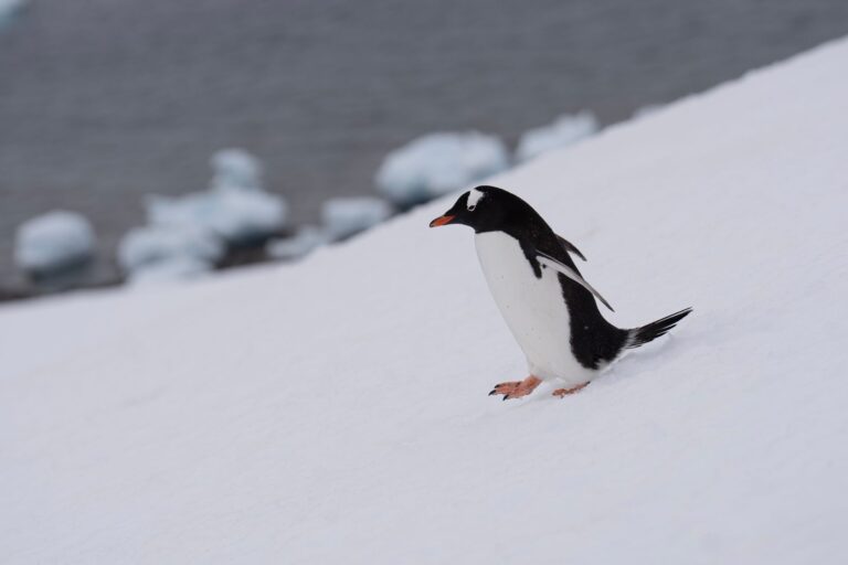 Inspiration: Antarctica: Chillin' at the Bottom of the World