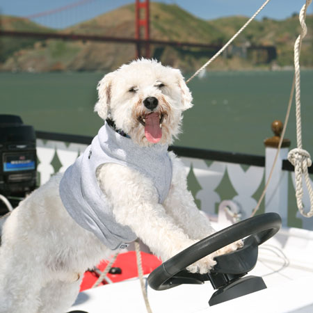 Calling All Furry First Mates:: San Francisco