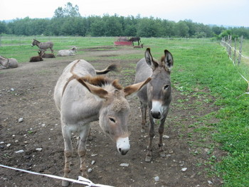 Quebec’s Tantalizing Eastern Townships: A new delicacy at every turn. part 3.