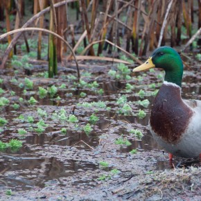 Mallard duck at MacKerricher State Park