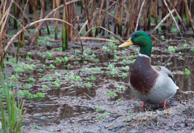 Mallard duck at MacKerricher State Park