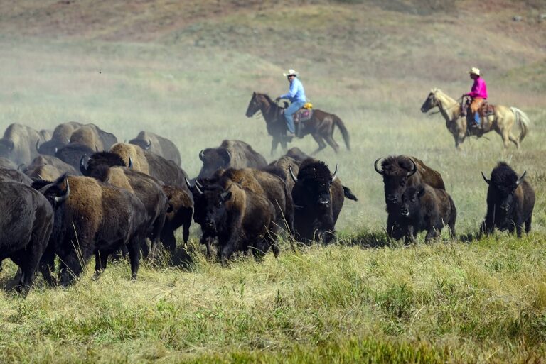 Saddle Up for South Dakota’s GREAT 8