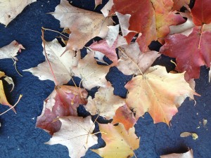fall leaves nature "lynn friedman" "tango diva"