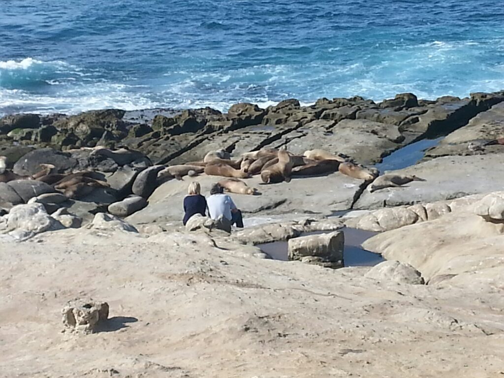 La Jolla Beach and Sea Lions
