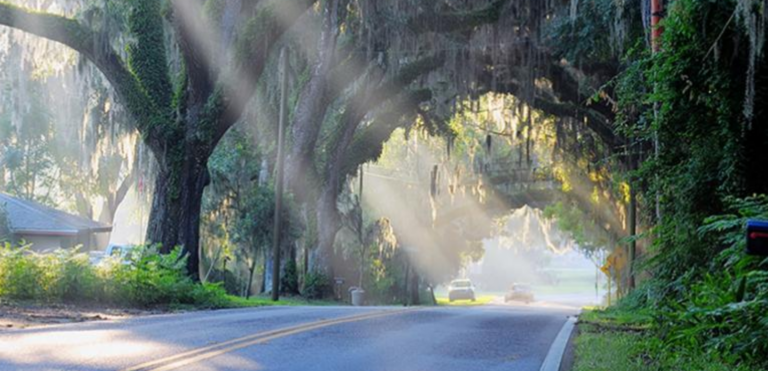 Florida’s Crystal River & the Magical Manatee