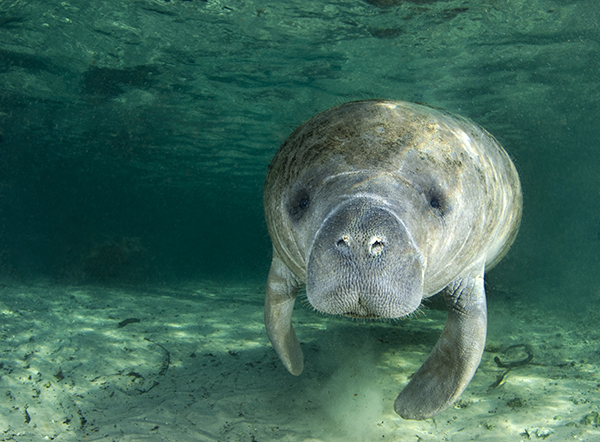 Share the Love this Valentine’s Day: Adopt-A-Manatee®