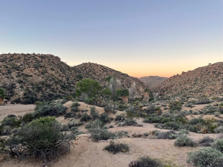 Out of Planet Experience: Journeying in Joshua Tree National Park