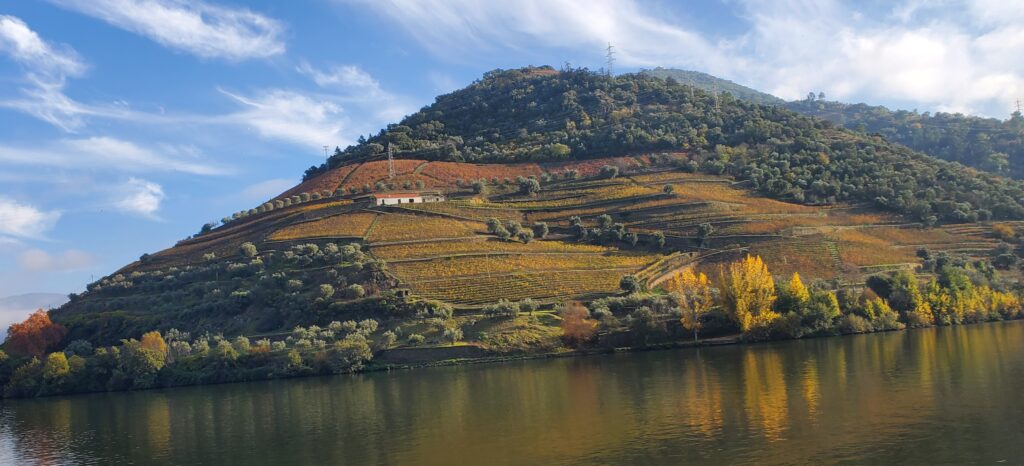 Terraced vineyards along the Douro River showing fall colors