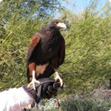 Culture: Hotel Review Tucson, Arizona: Westin La Paloma Resort & Spa